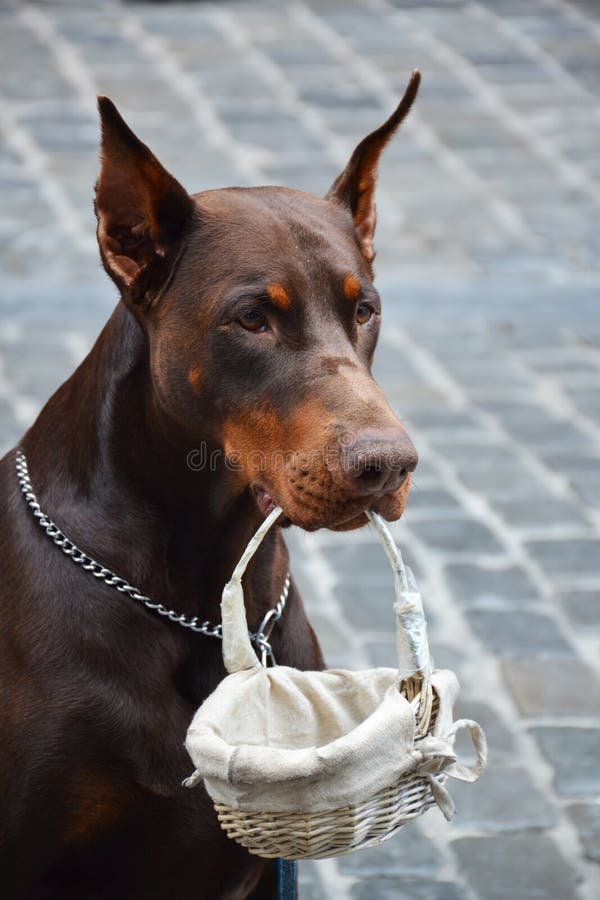 Cane del musicista della via che raccoglie soldi fotografia stock libera da diritti Cane del musicista della via che raccoglie soldi fotografia stock libera da diritti