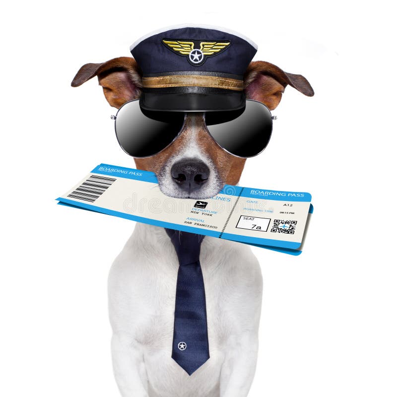 Cane del passaggio di imbarco fotografia stock libera da diritti Cane del passaggio di imbarco fotografia stock libera da diritti