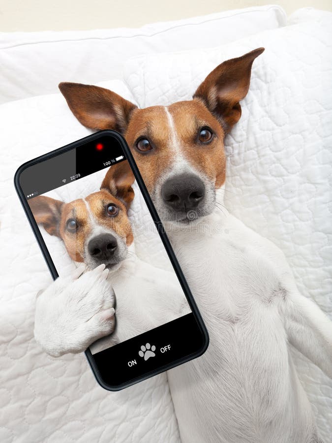 Cane del selfie del dormiglione immagine stock libera da diritti Cane del selfie del dormiglione immagine stock libera da diritti
