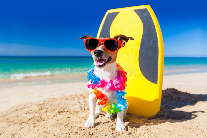 Dog at the beach with a surfboard wearing sunglasses and flower chain at the ocean shore. Dog at the beach with a surfboard wearing sunglasses and flower chain at the ocean shore