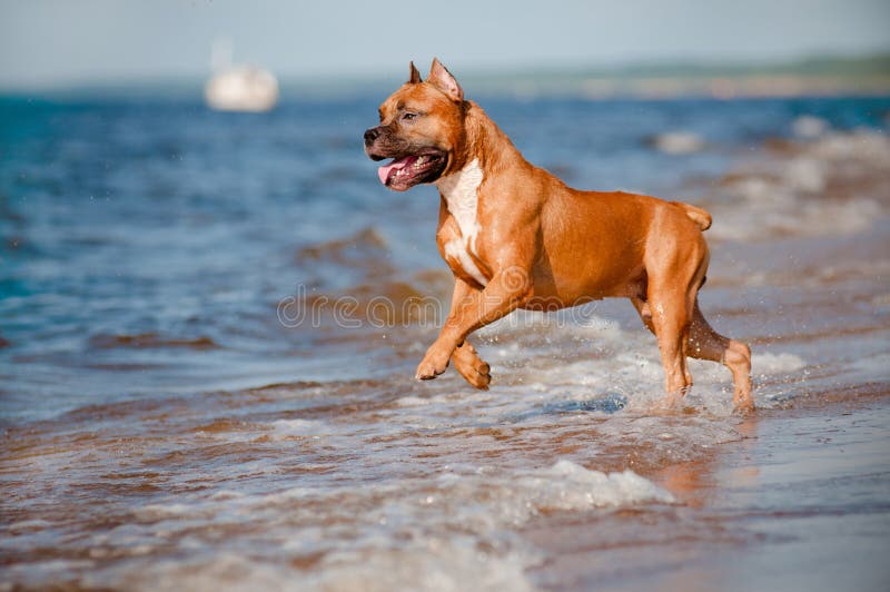 Red american staffordshire terrier dog on the beach. Red american staffordshire terrier dog on the beach