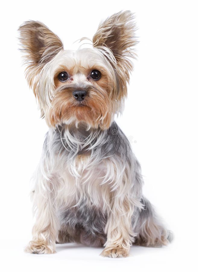 Cane dell'Yorkshire terrier fotografia stock Cane dell'Yorkshire terrier fotografia stock