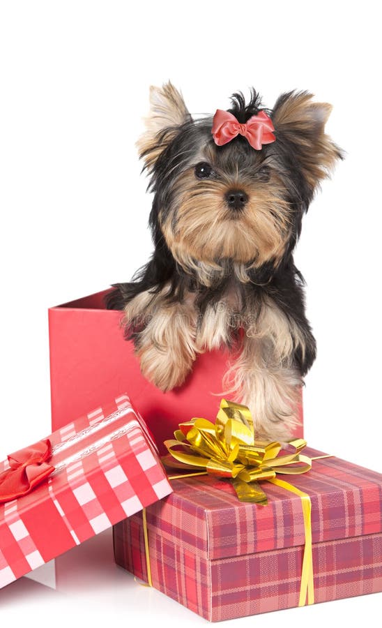 Cane dell'Yorkshire terrier in un contenitore di regalo immagini stock Cane dell'Yorkshire terrier in un contenitore di regalo immagini stock