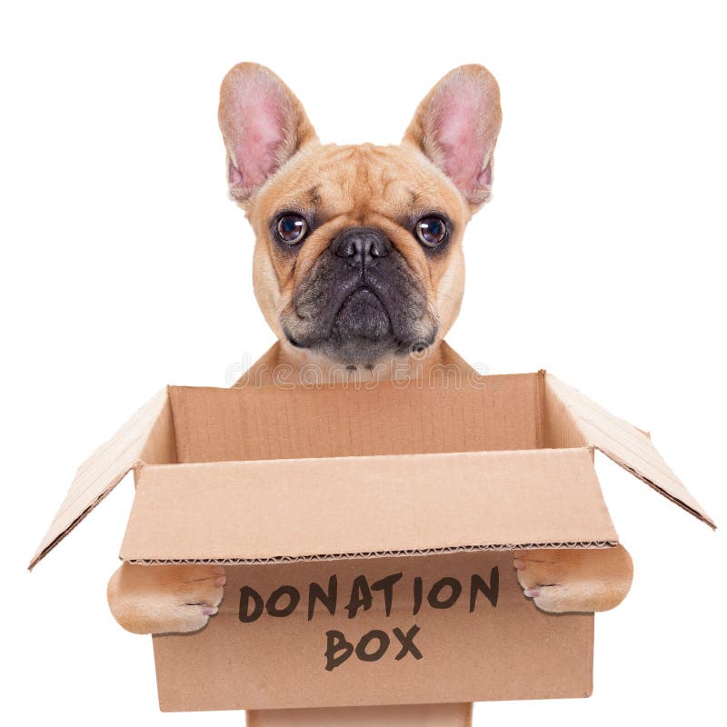 Cane della scatola di donazione Cane della scatola di donazione