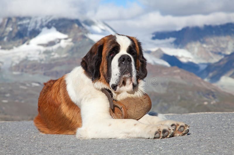 St. Bernard Dog with keg ready for rescue operation. St. Bernard Dog with keg ready for rescue operation