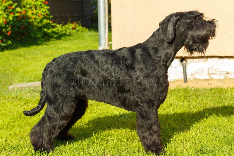 Cane dello schnauzer gigante immagini stock libere da diritti Cane dello schnauzer gigante immagini stock libere da diritti