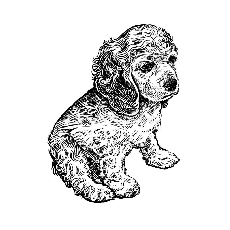 Cane dello spaniel Cucciolo sveglio Disegno in bianco e nero della mano illustrazione di stock