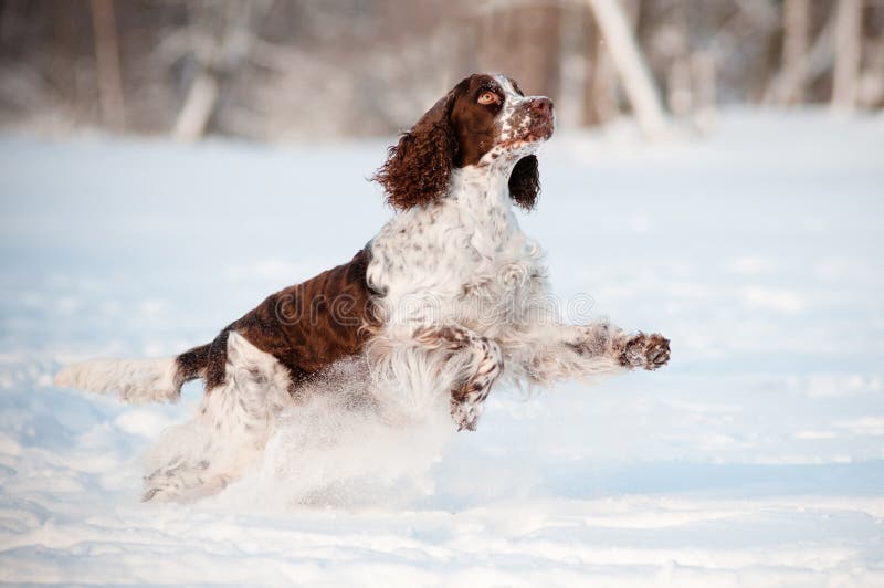 Cane dello spaniel di imposta della volta che funziona e che salta nella neve fotografia stock Cane dello spaniel di imposta della volta che funziona e che salta nella neve fotografia stock