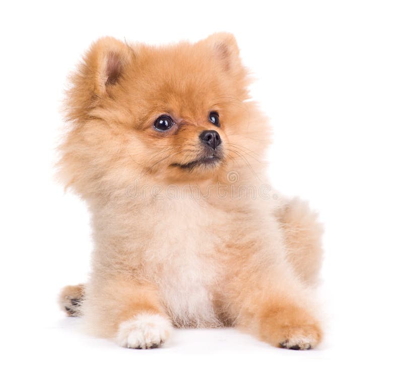 Cane dello spitz di Pomeranian, isolato sopra fotografia stock Cane dello spitz di Pomeranian, isolato sopra fotografia stock