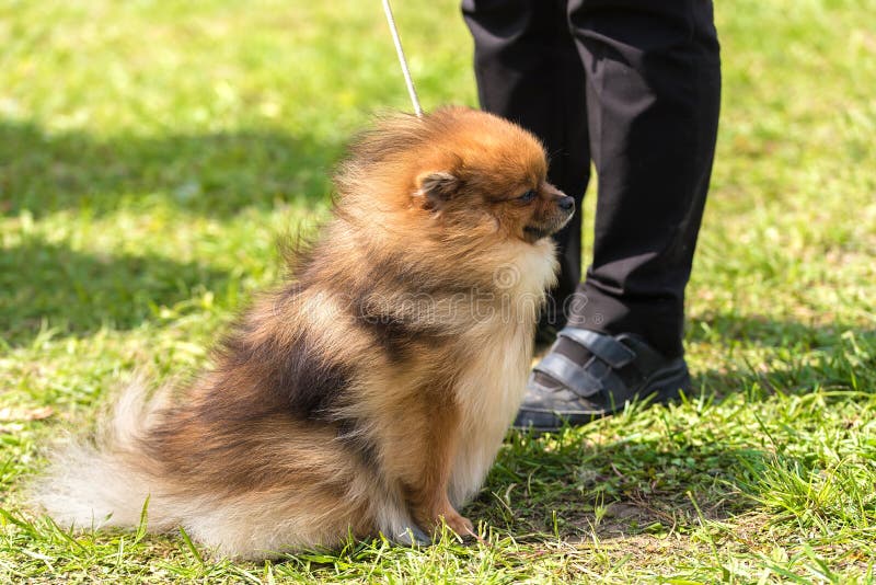 Cane dello spitz di Pomeranian nel parco fotografia stock libera da diritti Cane dello spitz di Pomeranian nel parco fotografia stock libera da diritti
