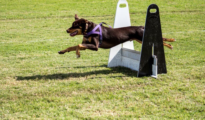 Cane di animale domestico di Brown che salta sopra la corsa ad ostacoli di corsa che indossa cablaggio porpora immagini stock Cane di animale domestico di Brown che salta sopra la corsa ad ostacoli di corsa che indossa cablaggio porpora immagini stock