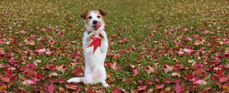 CANE DI AUTUNNO DELL'INSEGNA DI WEBSIDE CONDIZIONE DEL CUCCIOLO DI JACK RUSSELL SU DUE GAMBE POSTERIORI E COLLEGARSI CON LA LINGU fotografia stock libera da diritti CANE DI AUTUNNO DELL'INSEGNA DI WEBSIDE CONDIZIONE DEL CUCCIOLO DI JACK RUSSELL SU DUE GAMBE POSTERIORI E COLLEGARSI CON LA LINGU fotografia stock libera da diritti