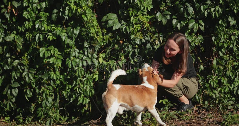 Cane di bandiera veterinario vicino al muro delle foglie verdi stock footage