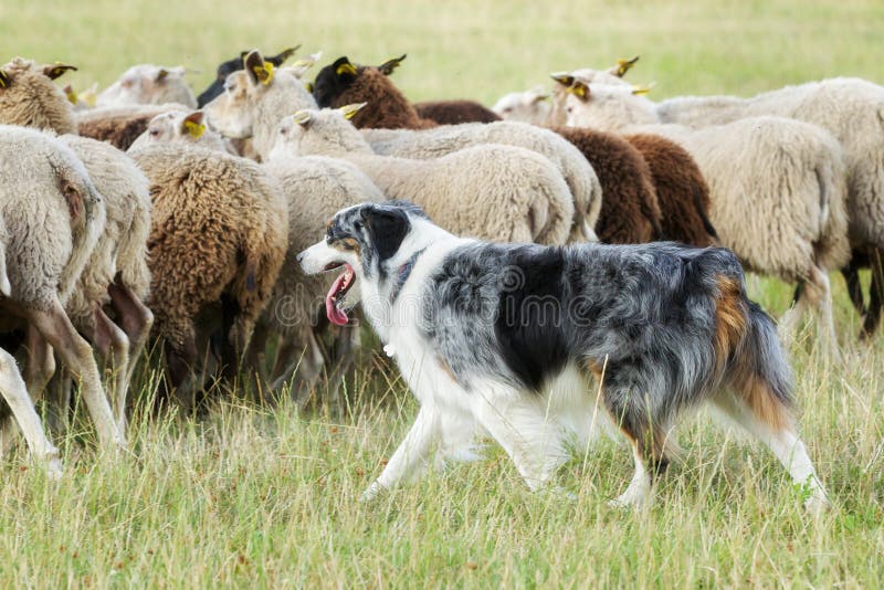 Cane di border collie che raduna una moltitudine di pecore