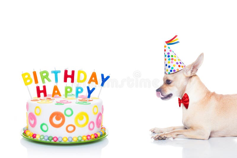 694 Chihuahua Di Compleanno Foto Foto Stock Gratis E Royalty Free Da Dreamstime