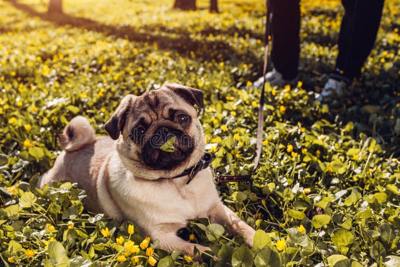 Cane di camminata del carlino della donna nel cucciolo felice della foresta di primavera che si trova fra i fiori gialli di matti fotografie stock libere da diritti Cane di camminata del carlino della donna nel cucciolo felice della foresta di primavera che si trova fra i fiori gialli di matti fotografie stock libere da diritti