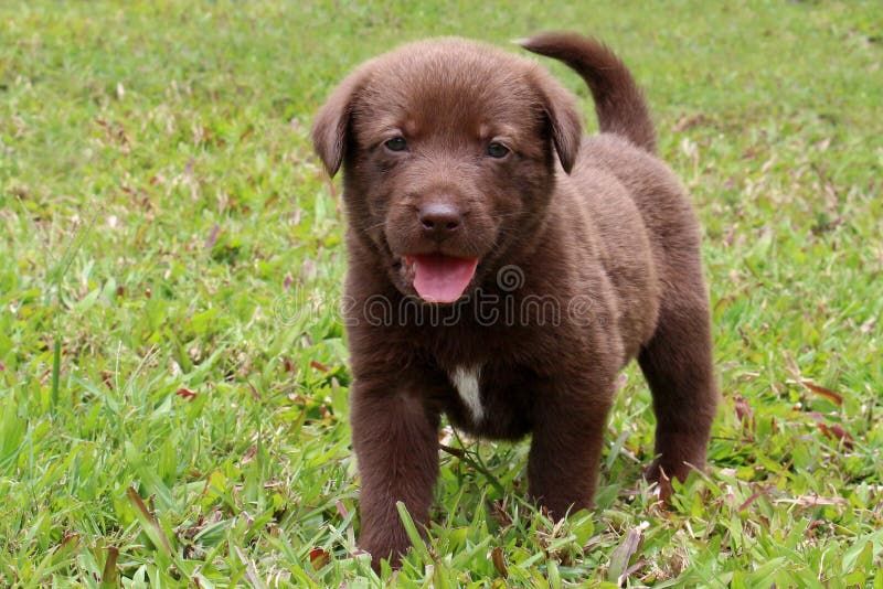Cane di canto della Nuova Guinea - cucciolo di labrador retriever fotografie stock Cane di canto della Nuova Guinea - cucciolo di labrador retriever fotografie stock