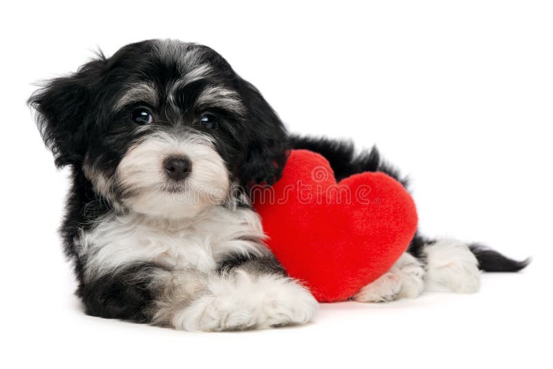 Cane di cucciolo di Havanese del biglietto di S. Valentino dell'amante fotografia stock libera da diritti Cane di cucciolo di Havanese del biglietto di S. Valentino dell'amante fotografia stock libera da diritti