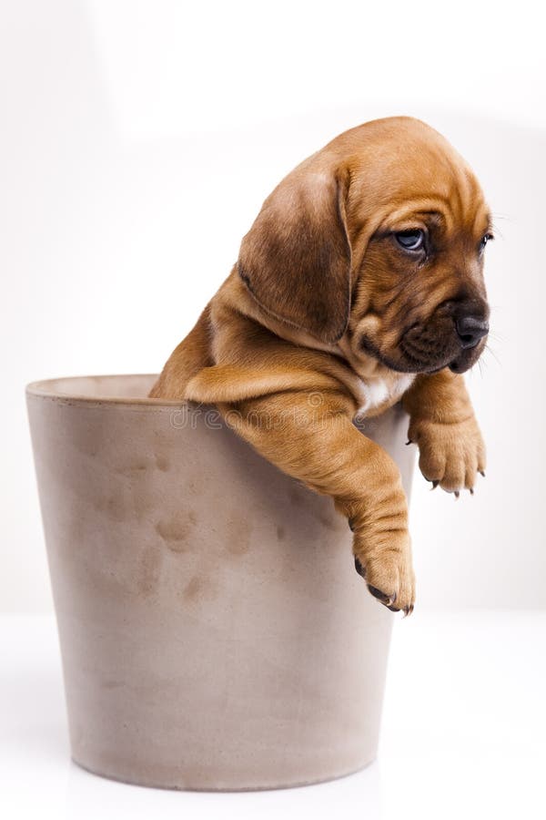 Cane di cucciolo sveglio in benna fotografia stock Cane di cucciolo sveglio in benna fotografia stock