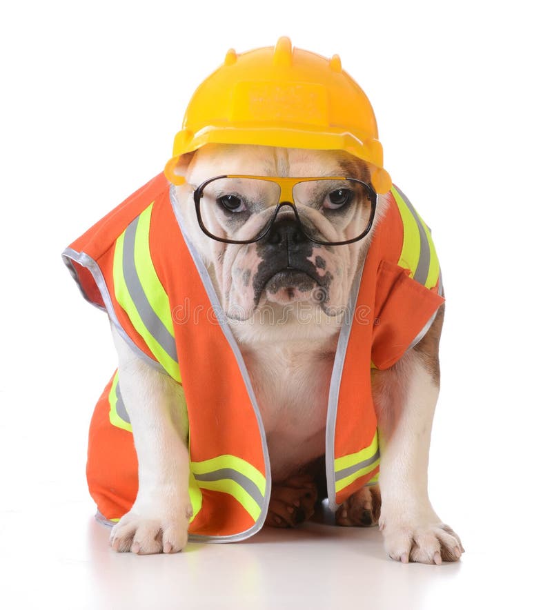 Working dog - bulldog dressed up like construction worker on white background. Working dog - bulldog dressed up like construction worker on white background