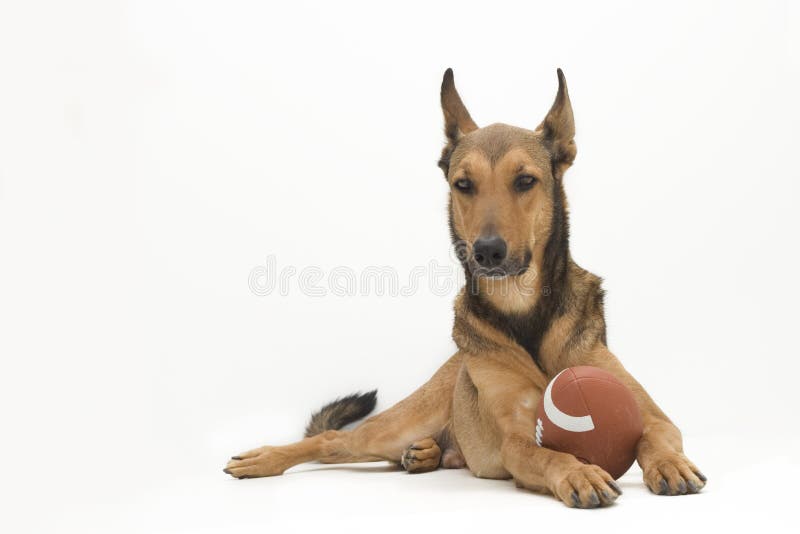 Cane di gioco del calcio fotografia stock libera da diritti Cane di gioco del calcio fotografia stock libera da diritti
