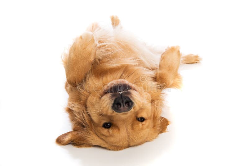 Cane di golden retriever che mette sul suo indietro fotografia stock Cane di golden retriever che mette sul suo indietro fotografia stock