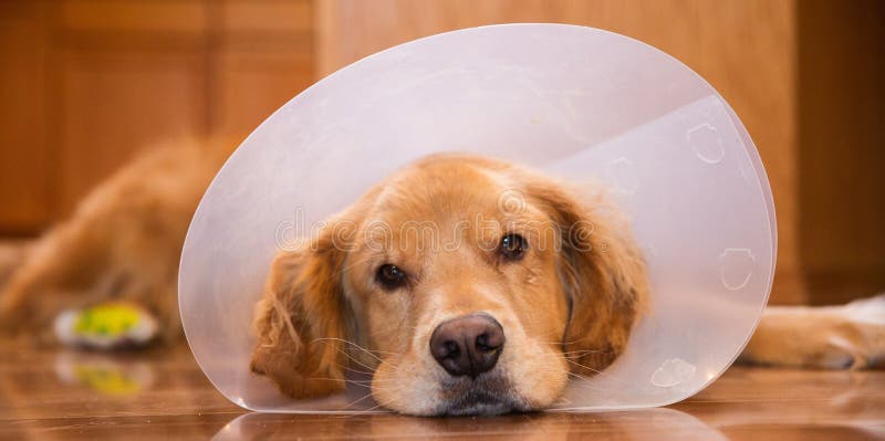 Golden Retriever dog recovering from foot surgery while wearing an Elizabethan collar in the shape of a cone for protection. Golden Retriever dog recovering from foot surgery while wearing an Elizabethan collar in the shape of a cone for protection
