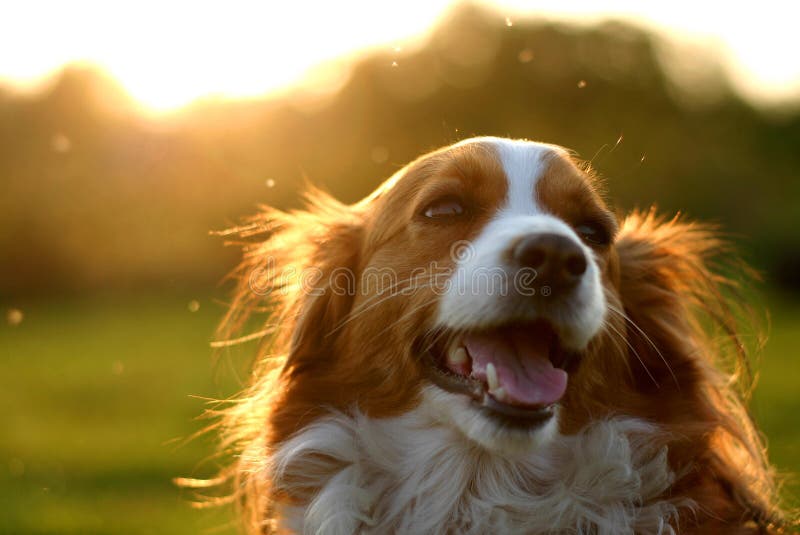 Cane di Kooijker con il tramonto fotografia stock libera da diritti Cane di Kooijker con il tramonto fotografia stock libera da diritti