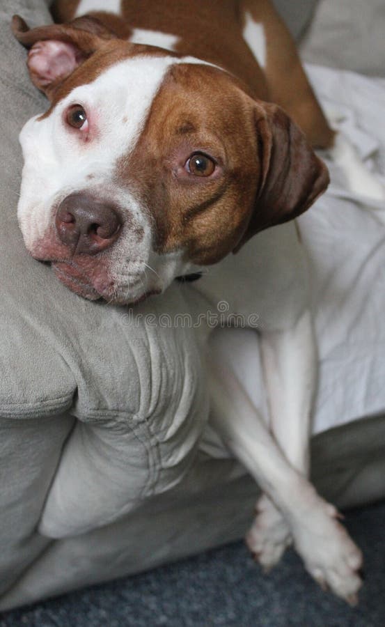 A dog lounging on a sofa. A dog lounging on a sofa