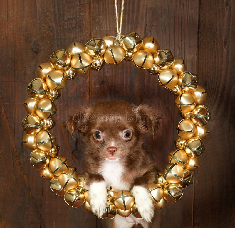 Cane di natale della chihuahua fotografia stock libera da diritti Cane di natale della chihuahua fotografia stock libera da diritti