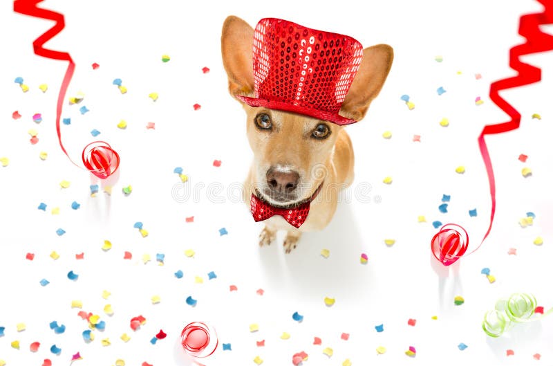 Podenco dog celebrating new years eve with owner and champagne glass isolated onwhite with serpentine streamers and confetti. Podenco dog celebrating new years eve with owner and champagne glass isolated onwhite with serpentine streamers and confetti