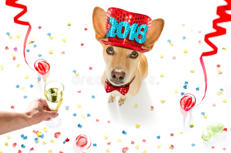 Podenco dog celebrating new years eve with owner and champagne glass isolated onwhite with serpentine streamers and confetti. Podenco dog celebrating new years eve with owner and champagne glass isolated onwhite with serpentine streamers and confetti