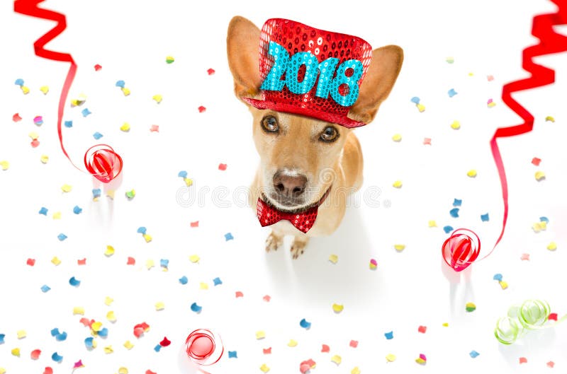 Podenco dog celebrating new years eve with owner and champagne glass isolated onwhite with serpentine streamers and confetti. Podenco dog celebrating new years eve with owner and champagne glass isolated onwhite with serpentine streamers and confetti