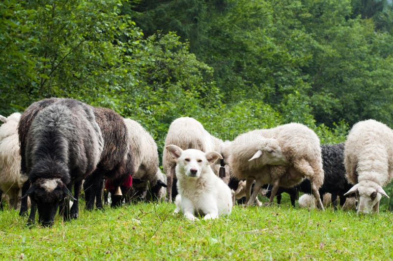 Agnello Domestico Sveglio Dell'azienda Agricola Che Dorme In Fieno