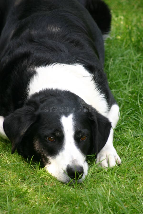 Cane di pecore immagine stock. Immagine di cane, pecore 2596209