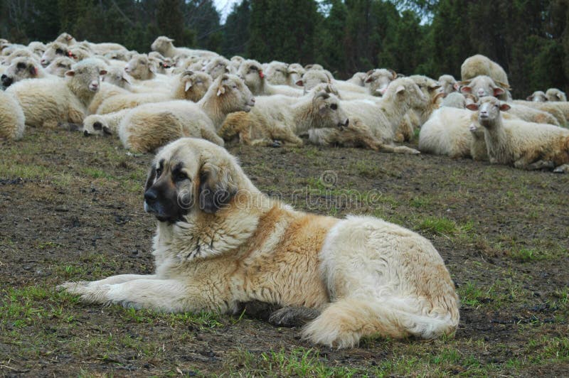 Cane di pecore immagine stock. Immagine di podere, polonia 837495