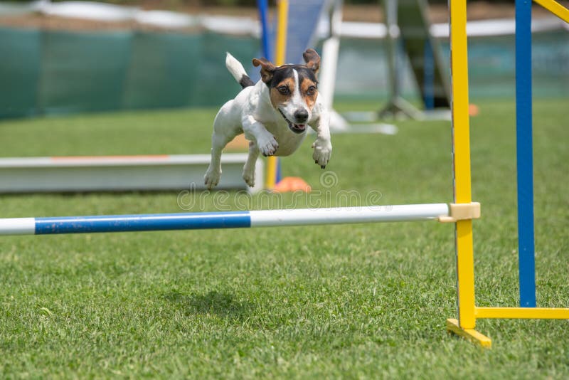 Cane di razza Jack Russel Terrier che salta sopra l'ostacolo su agilit immagine stock Cane di razza Jack Russel Terrier che salta sopra l'ostacolo su agilit immagine stock