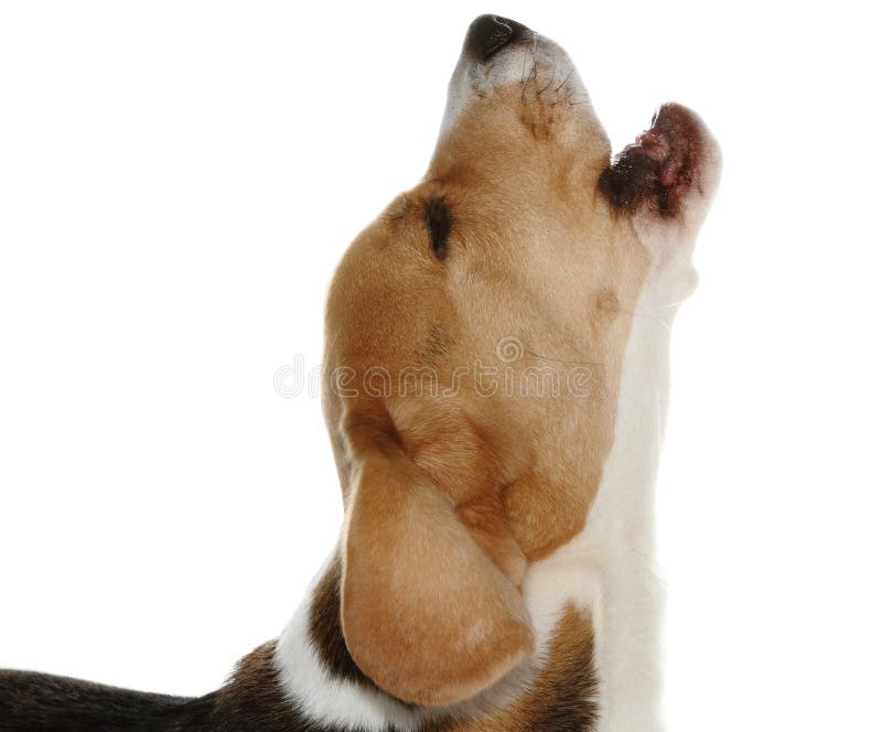 Cane di scortecciamento Cane di scortecciamento