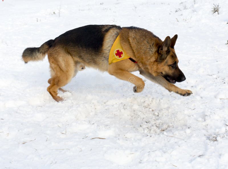 Cane di servizio di salvataggio della montagna alla croce rossa bulgara durante il trai immagini stock libere da diritti Cane di servizio di salvataggio della montagna alla croce rossa bulgara durante il trai immagini stock libere da diritti