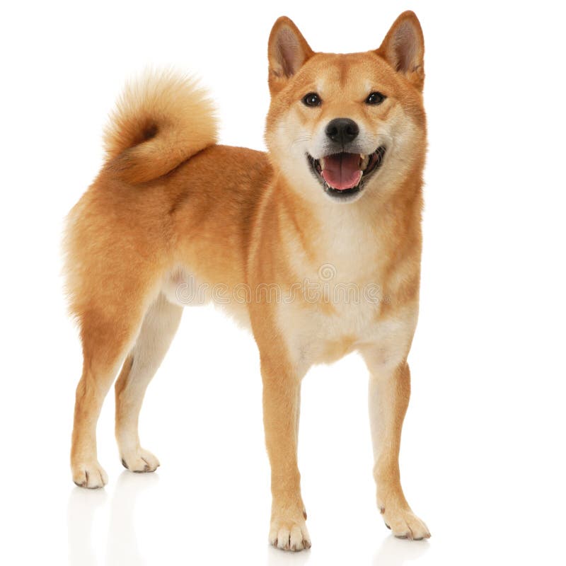 Japanese Shiba Inu dog in front of a white background. Japanese Shiba Inu dog in front of a white background