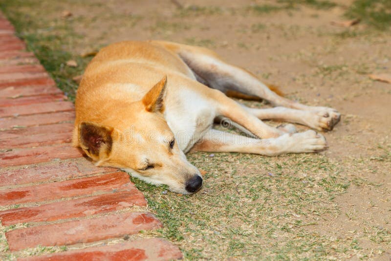 Cane di sonno fotografia stock. Immagine di animale, strada 38366628