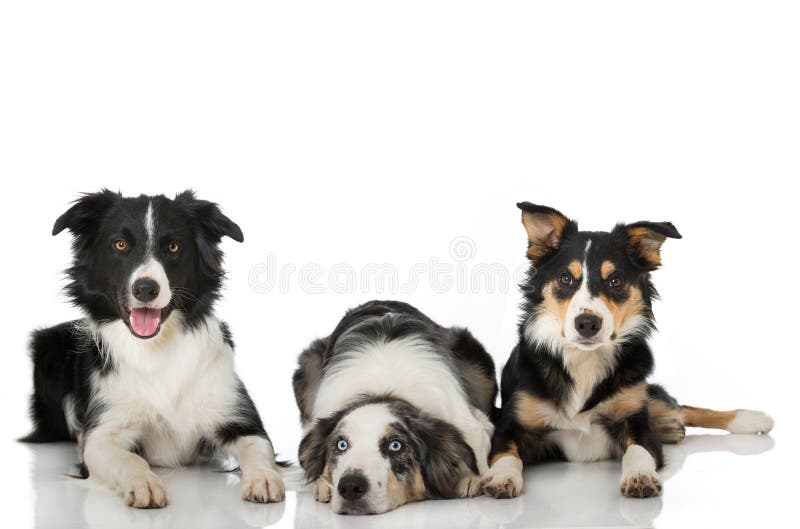 Cane di tre border collie che si trova sul fondo bianco fotografia stock Cane di tre border collie che si trova sul fondo bianco fotografia stock