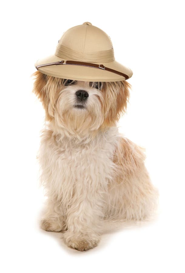 Cane di tzu di Shih che porta un cappello degli esploratori di safari fotografia stock libera da diritti Cane di tzu di Shih che porta un cappello degli esploratori di safari fotografia stock libera da diritti