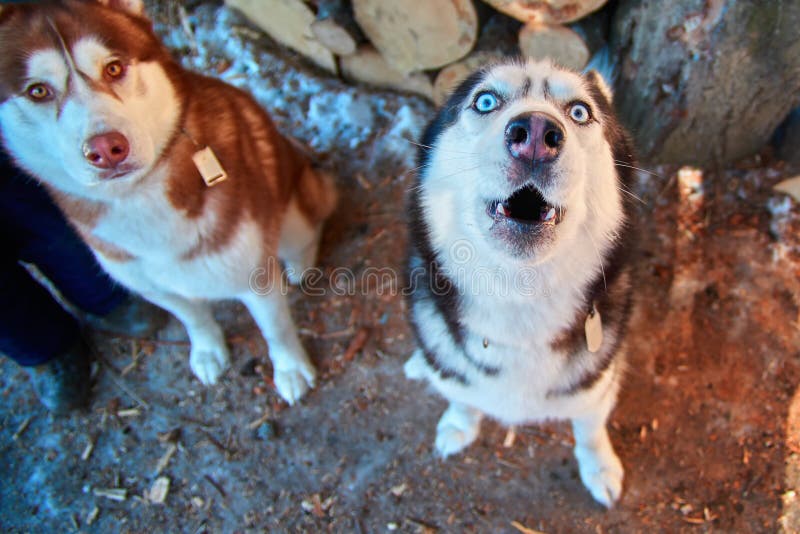 Cane di urlo della museruola, vista superiore Il husky siberiano divertente urla con il suo si dirige Cane in bianco e nero svegl fotografia stock Cane di urlo della museruola, vista superiore Il husky siberiano divertente urla con il suo si dirige Cane in bianco e nero svegl fotografia stock