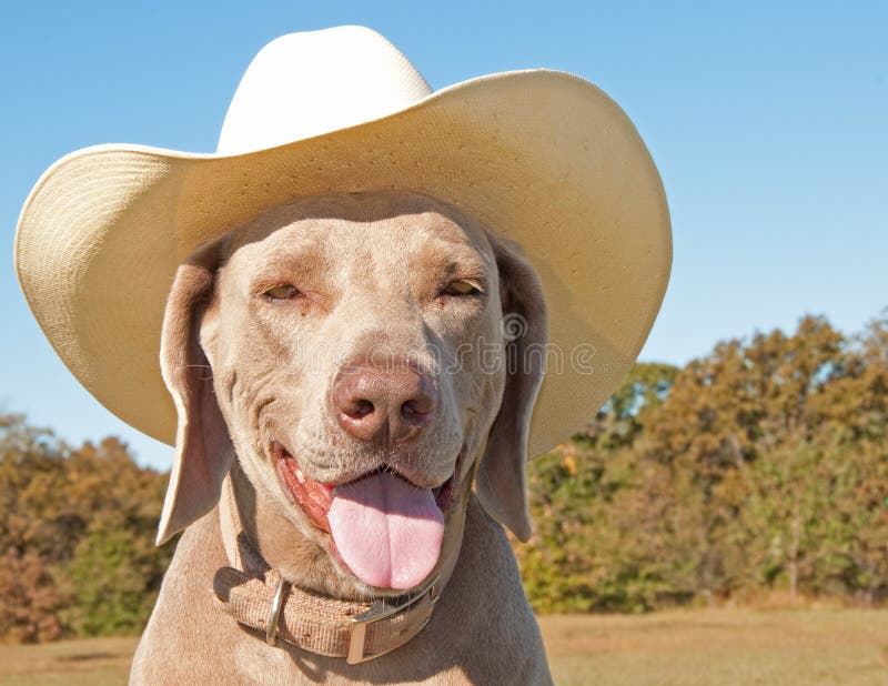 Comical image of a Weimaraner dog wearing a cowboy hat. Comical image of a Weimaraner dog wearing a cowboy hat