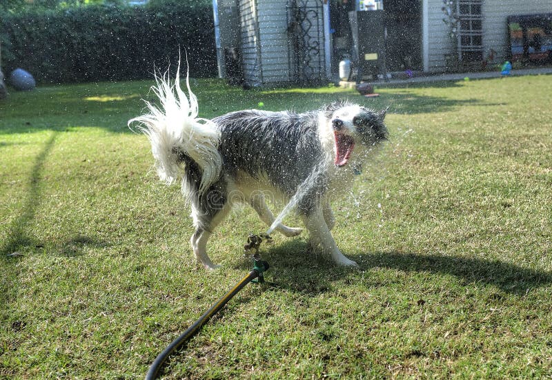 Cane divertendosi acqua mordace nel cortile fotografia stock Cane divertendosi acqua mordace nel cortile fotografia stock