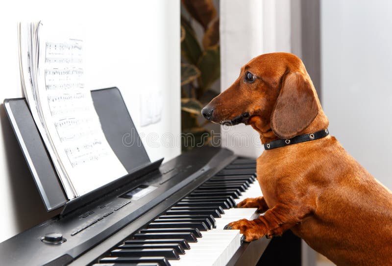 Cane divertente che gioca il piano fotografia stock Cane divertente che gioca il piano fotografia stock