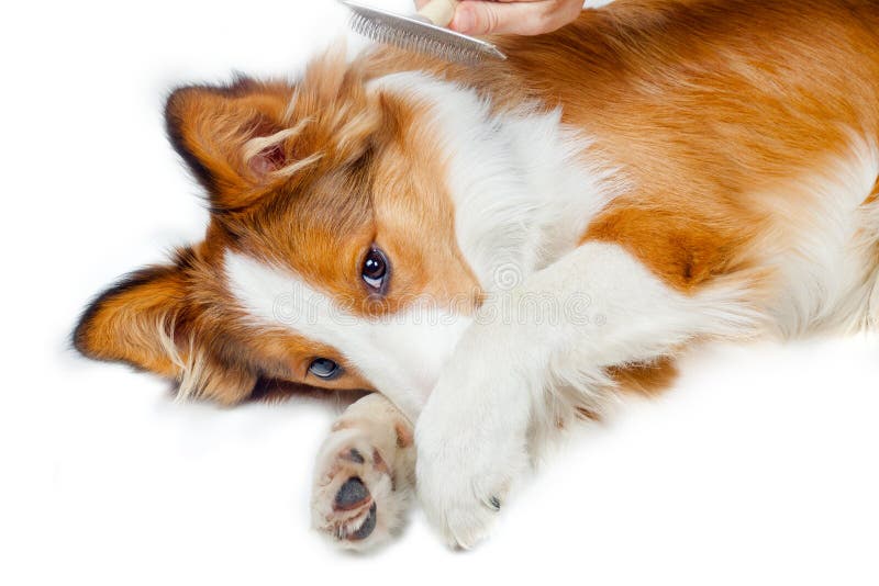 Border collie male dog showing fear of grooming. Border collie male dog showing fear of grooming