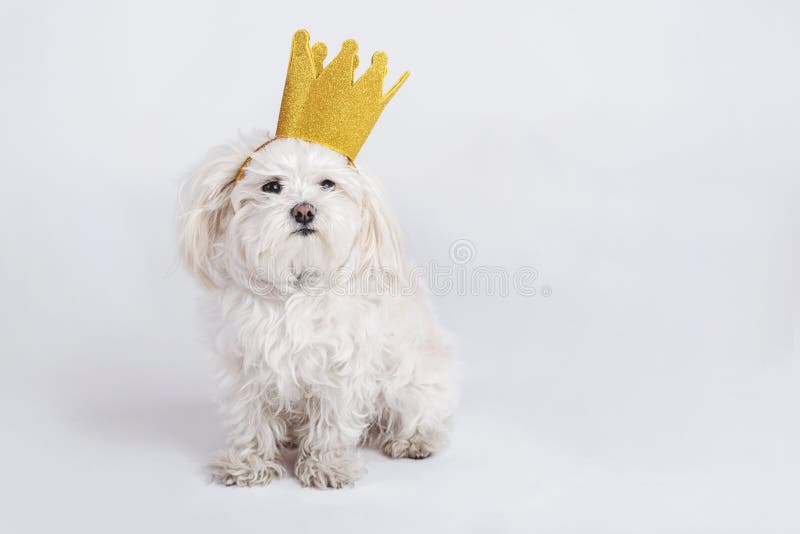 Cane divertente con la corona fotografia stock libera da diritti Cane divertente con la corona fotografia stock libera da diritti