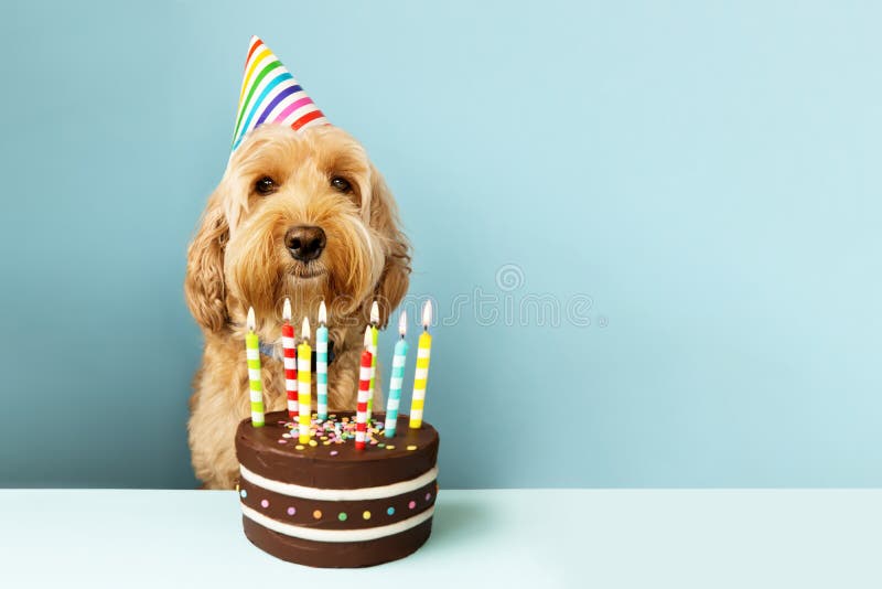 Cane divertente con la torta di compleanno